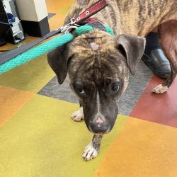 Shelter Stray Female Dog last seen , Animal Care & Control Team of Philly, 111 W Hunting Park Ave, Philadelphia, PA 19140, USA