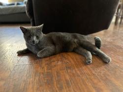 Reunited Male Cat last seen 91st and Aspen Tulsa OK, Broken Arrow, OK 74012