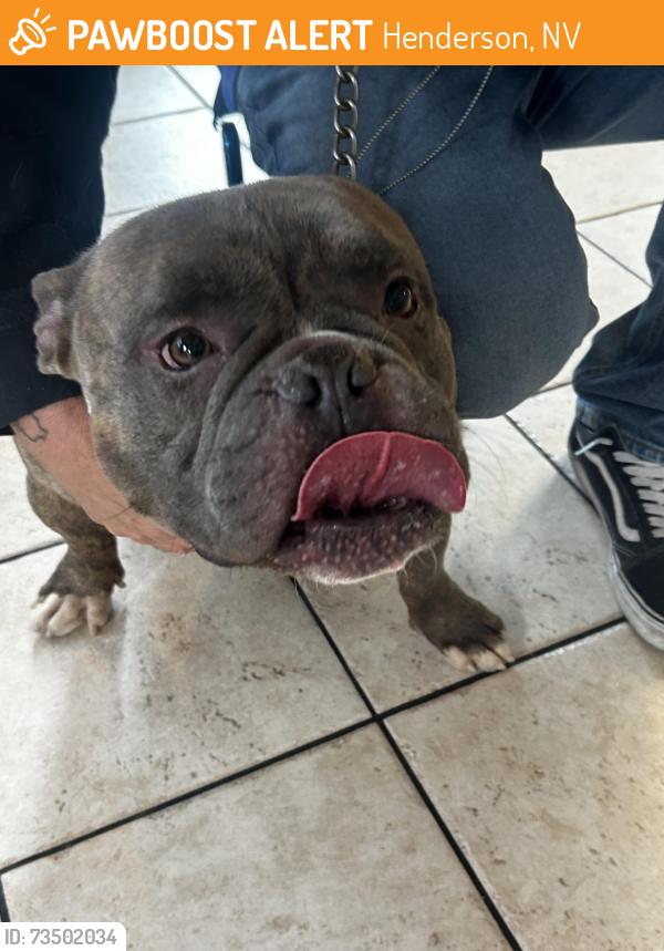 Found/Stray Male Dog last seen By the M resort in the middle of the desert, Henderson, NV 89044