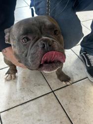Found/Stray Male Dog last seen By the M resort in the middle of the desert, Henderson, NV 89044