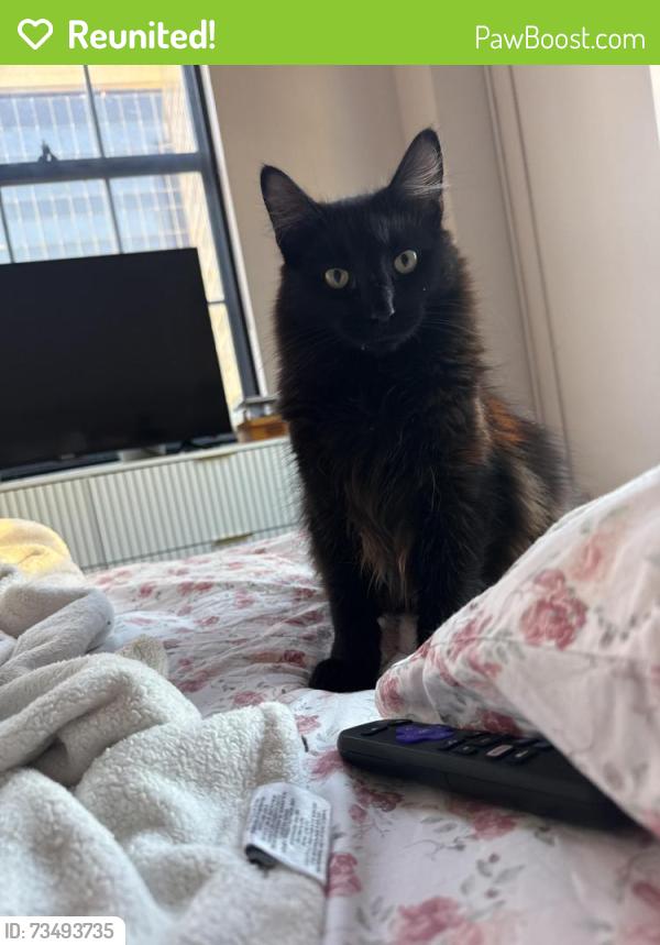 Reunited Male Cat last seen In my apmt, Cincinnati, OH 45202