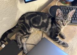 Reunited Female Cat last seen Hidden Creek subdivision off silverdale/1314, Conroe, TX 77301