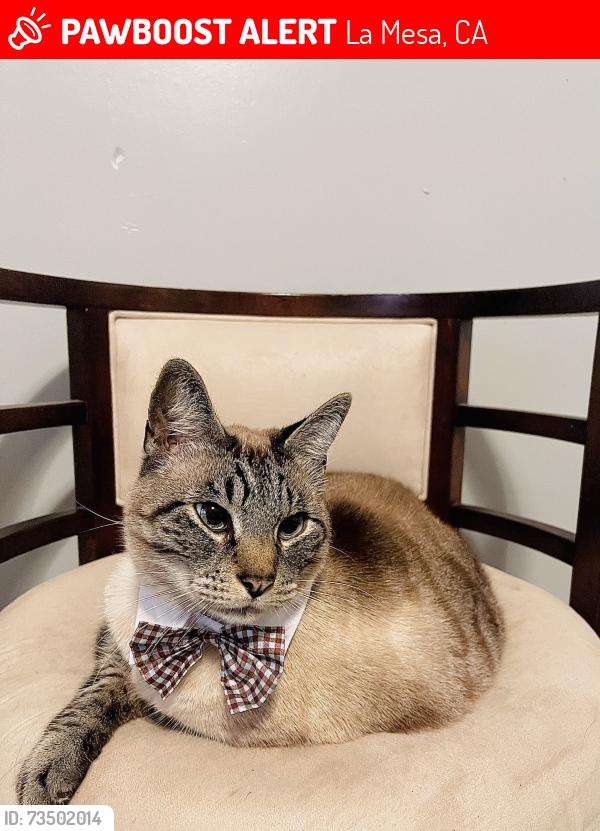 Lost Male Cat last seen Mohawk st la Mesa, La Mesa, CA 91942