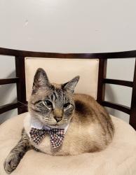 Lost Male Cat last seen Mohawk st la Mesa, La Mesa, CA 91942