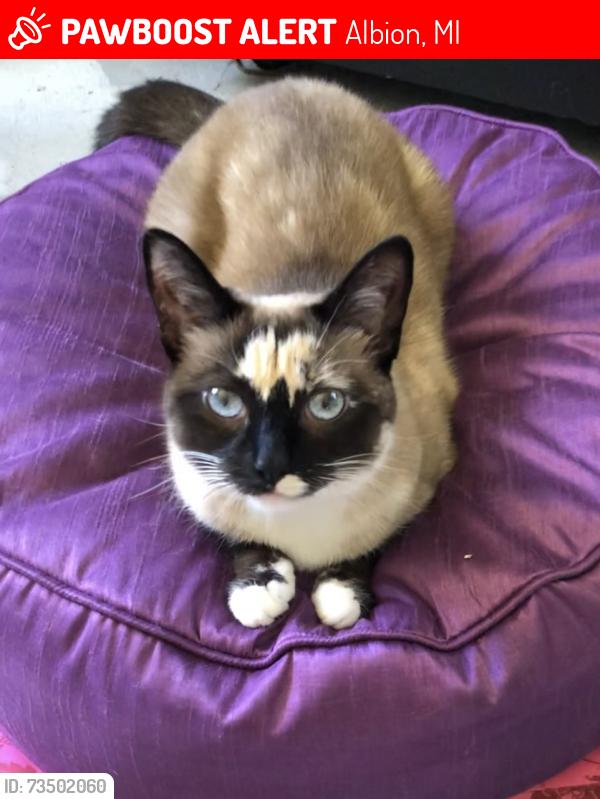 Lost Female Cat last seen Broadwell and Burr Oak, Albion, MI 49224