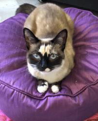 Lost Female Cat last seen Broadwell and Burr Oak, Albion, MI 49224