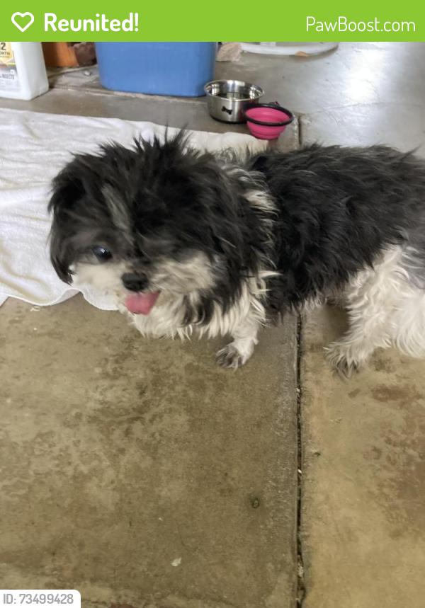 Reunited Female Dog last seen Factor and Duell st., Azusa, CA 91702