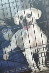 Reunited Male Dog last seen Constantinople Avenue and Conough Lane, Las Vegas, NV 89129