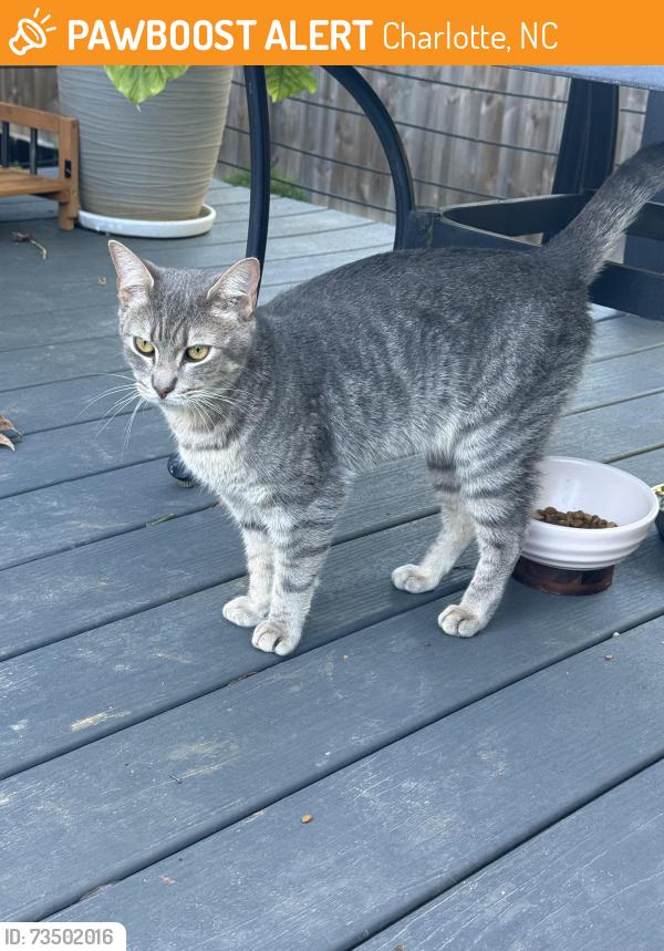 Found/Stray Male Cat last seen Back of my hse. Accrington ct Charlotte nc, Charlotte, NC 28227