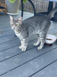 Found/Stray Male Cat last seen Back of my hse. Accrington ct Charlotte nc, Charlotte, NC 28227