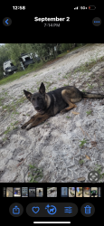 Lost Male Dog last seen Marther Luther king blvd, Daytona Beach, FL 32114