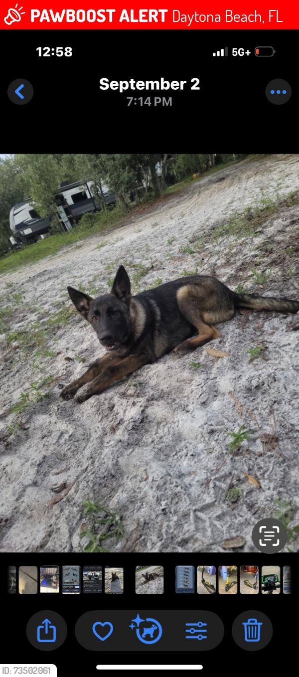 Lost Male Dog last seen Marther Luther king blvd, Daytona Beach, FL 32114