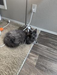 Lost Female Cat last seen Near nw elk run dr, Beaverton, OR 97006