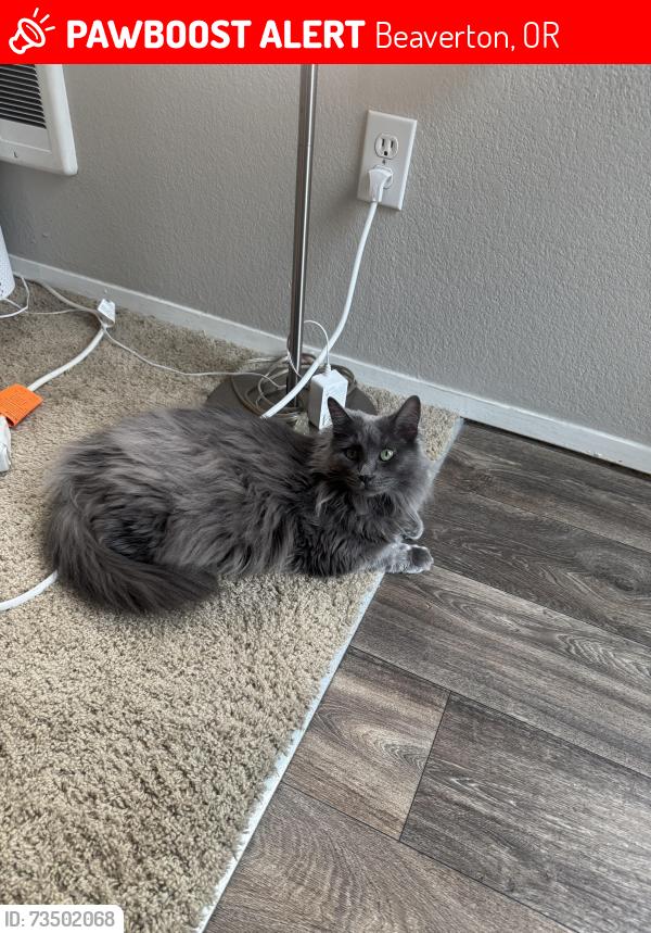 Lost Female Cat last seen Near nw elk run dr, Beaverton, OR 97006