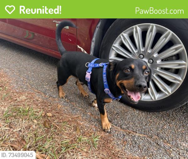 Reunited Male Dog last seen Lazy Ln, Porter TX, Porter, TX 77365