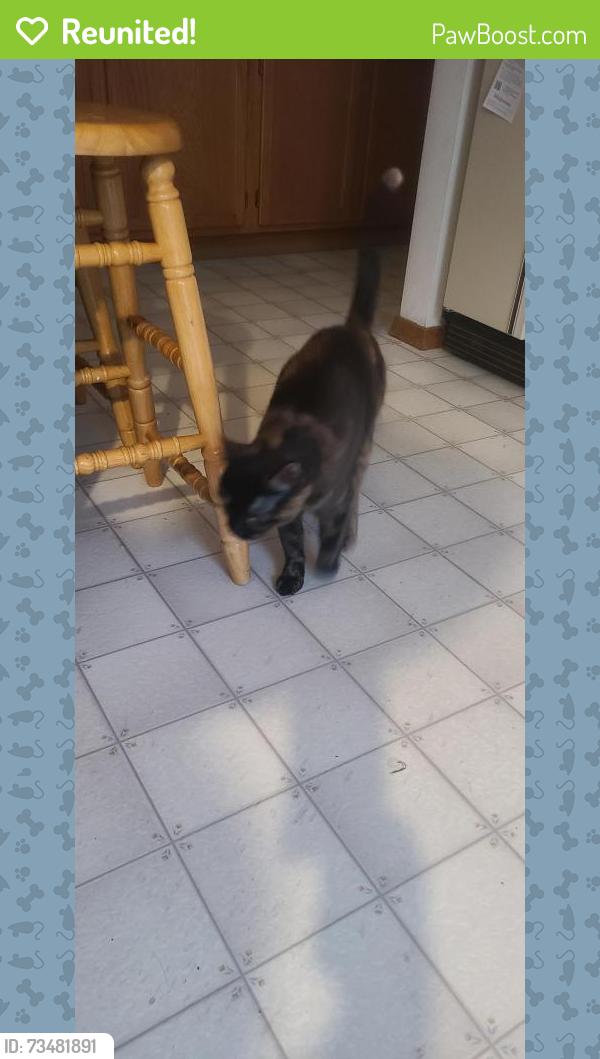 Reunited Female Cat last seen Zinnia St, Arvada, CO 80004