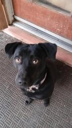 Reunited Male Dog last seen Ramona and Eden in Hayward, Hayward, CA 94545