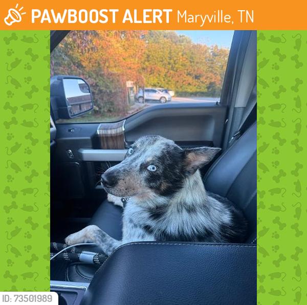 Found/Stray Male Dog last seen Big Springs Road Maryville, TN 37801, Maryville, TN 37801