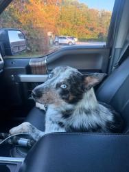 Found/Stray Male Dog last seen Big Springs Road Maryville, TN 37801, Maryville, TN 37801