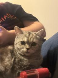Reunited Female Cat last seen Sehome highschool, Bellingham, WA 98225