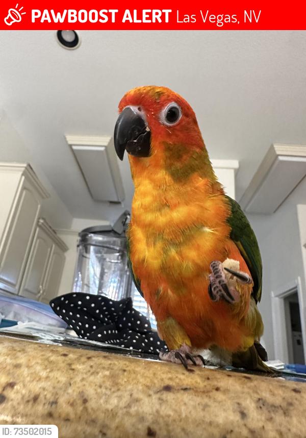 Lost Male Bird last seen Charleston& rainbow, Las Vegas, NV 89146