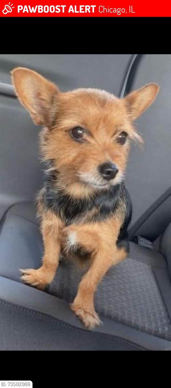 Lost Female Dog last seen Kedvale Ave and 63rd st, Chicago, IL 60629