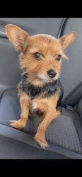 Lost Female Dog last seen Kedvale Ave and 63rd st, Chicago, IL 60629