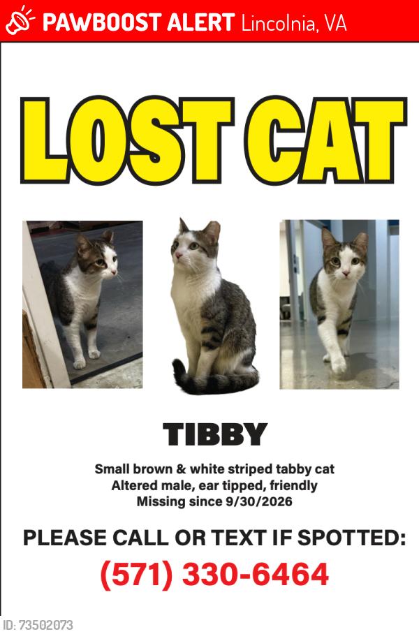Lost Male Cat last seen Near Bren Mar Dr, 195, Lincolnia, VA 22312