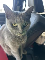 Found/Stray Female Cat last seen Pine St, Jackson Township, PA 17364