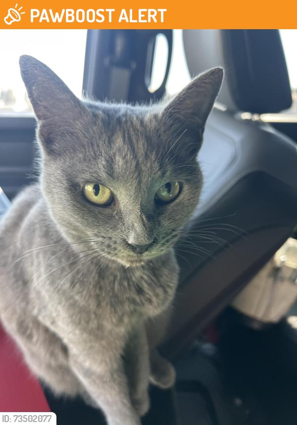 Found/Stray Female Cat last seen Pine St, Jackson Township, PA 17364