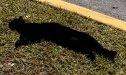 Lost Male Cat last seen Behind the Wawa, Princeton, FL 33032