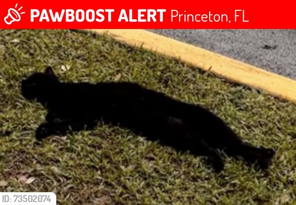 Lost Male Cat last seen Behind the Wawa, Princeton, FL 33032