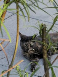 Lost Female Cat last seen Orange Grove blvd/N Mentor Ave, Pasadena, CA 91106