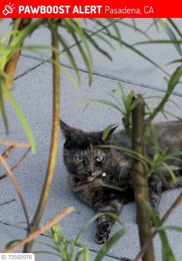 Lost Female Cat last seen Orange Grove blvd/N Mentor Ave, Pasadena, CA 91106