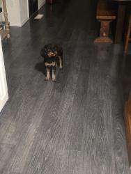 Reunited Female Dog last seen Rankin, Edmond, OK 73034