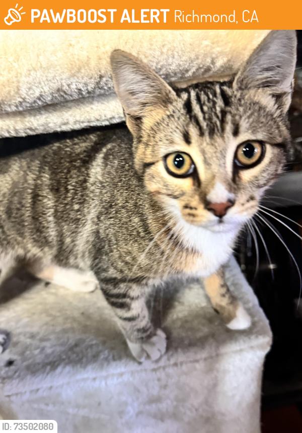 Found/Stray Female Cat last seen Esmond avenue and ventura, Richmond, CA 94805