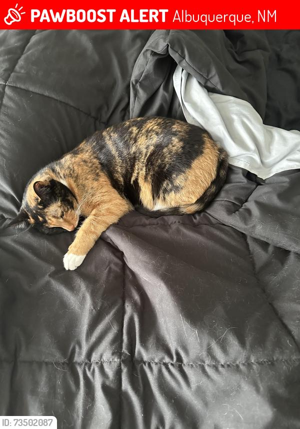 Lost Female Cat last seen Wyoming and Spain, Albuquerque, NM 87111