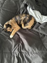 Lost Female Cat last seen Wyoming and Spain, Albuquerque, NM 87111
