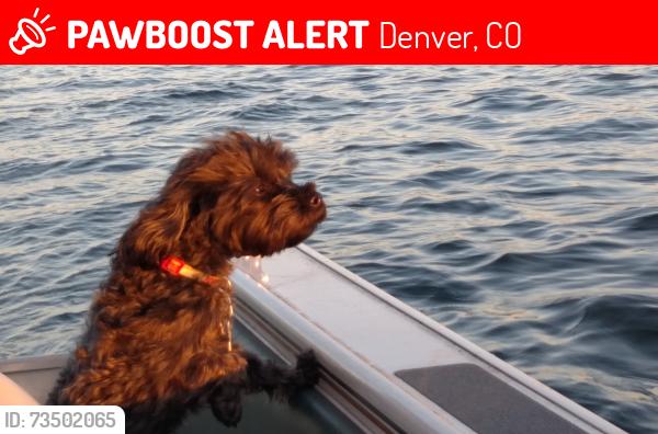 Lost Female Dog last seen Valentia and 13th, Denver, CO 80220