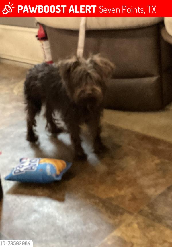 Lost Male Dog last seen The road by the 365 RV Park, Seven Points, TX 75143