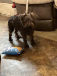Lost Male Dog last seen The road by the 365 RV Park, Seven Points, TX 75143