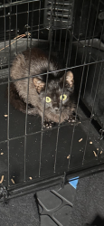 Lost Unknown Cat last seen Acrrington ct Charlotte nc, Charlotte, NC 28227