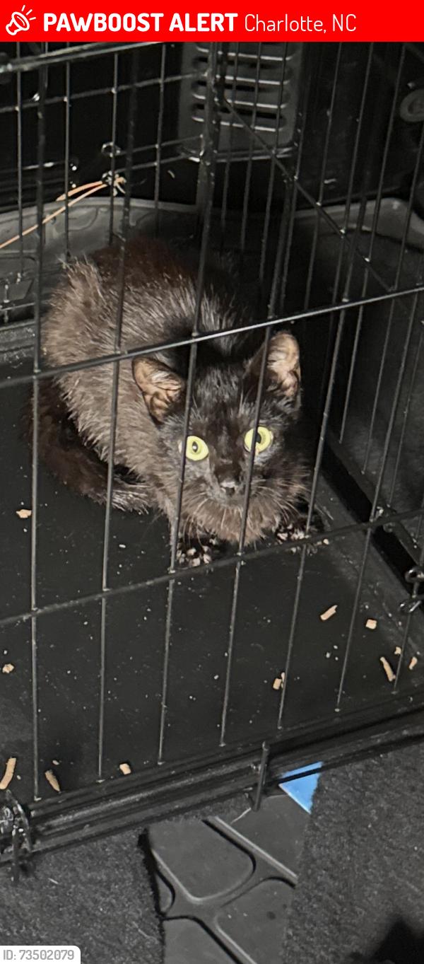 Lost Unknown Cat last seen Acrrington ct Charlotte nc, Charlotte, NC 28227