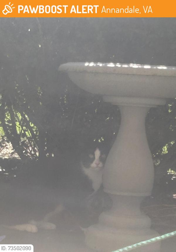 Found/Stray Unknown Cat last seen Suraci Ct and Heritage Dr in Annandale Virginia, Annandale, VA 22003