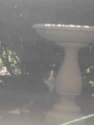 Found/Stray Unknown Cat last seen Suraci Ct and Heritage Dr in Annandale Virginia, Annandale, VA 22003