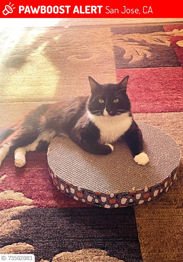 Lost Male Cat last seen Near Willowleaf Dr, San Jose, CA 95128