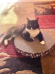 Lost Male Cat last seen Near Willowleaf Dr, San Jose, CA 95128