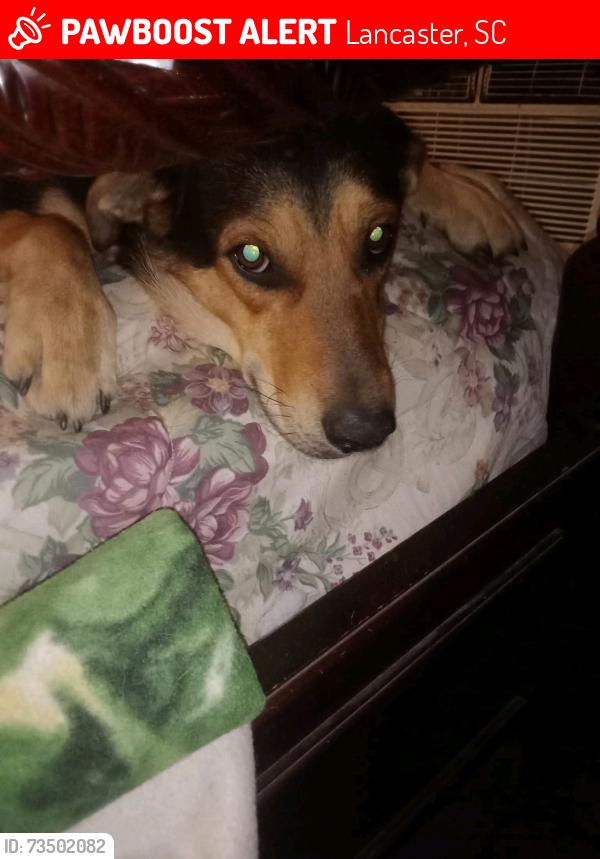 Lost Male Dog last seen Near Beckham Lane off Greatfalls hwy, Lancaster, SC 29720