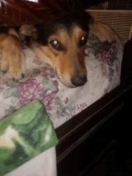 Lost Male Dog last seen Near Beckham Lane off Greatfalls hwy, Lancaster, SC 29720