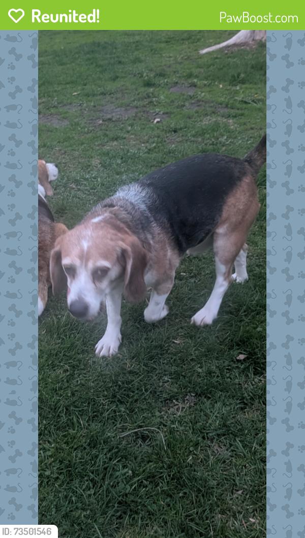 Reunited Male Dog last seen My hse, La Grange Park, IL 60526